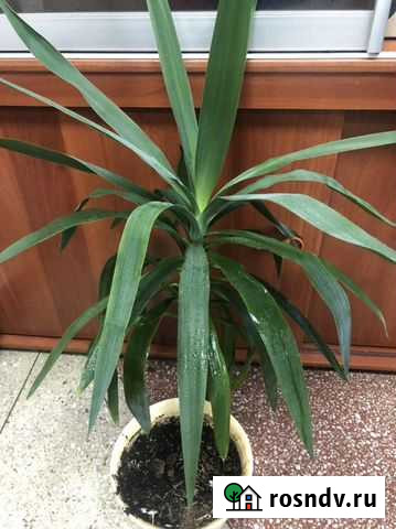 Пальма драцена Омск - изображение 1