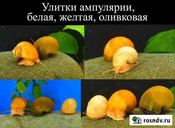 Аквариумные улитки Ампулярии цветные Раменское