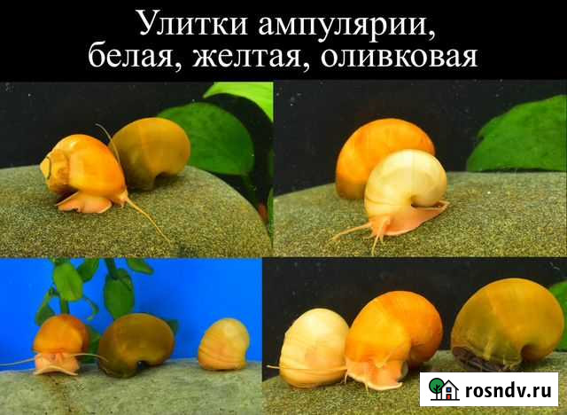 Аквариумные улитки Ампулярии цветные Раменское - изображение 1