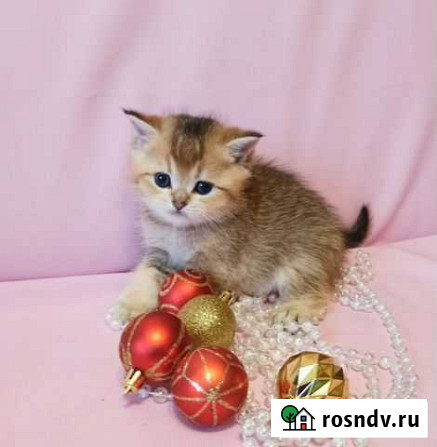 Котики шотландские Волгодонск - изображение 1