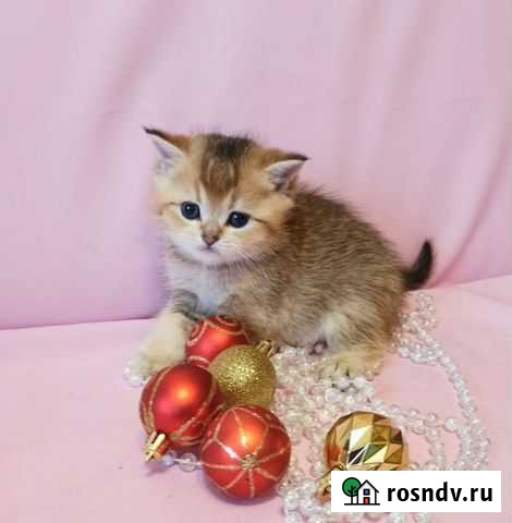 Котики шотландские Волгодонск - изображение 1