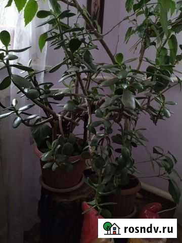 Толстянка Ростов-на-Дону - изображение 1