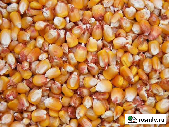 Кукуруза зерно Вознесенская - изображение 1