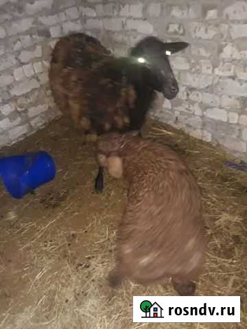 Курдючные бараны овцы Каменка - изображение 1