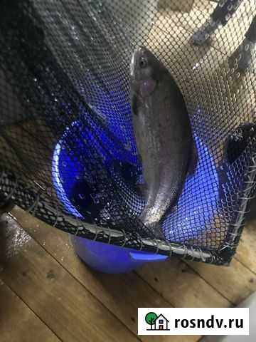 Форель (радужная) Волоколамск - изображение 1