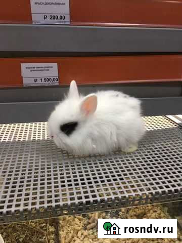 Декоративный кролик Нижний Тагил - изображение 1