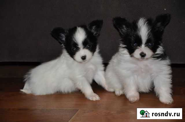 Мини мальчики фалена Санкт-Петербург - изображение 1