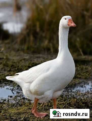 Принемаю перо пух Левокумка - изображение 1