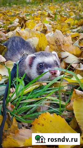 Хорек домашний, мальчик Москва - изображение 1