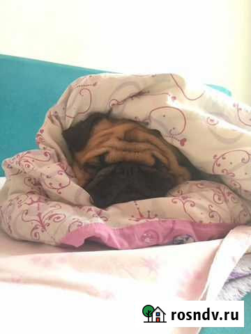 Ищем сексуальную сучку для вязки с мопсом Томск - изображение 1