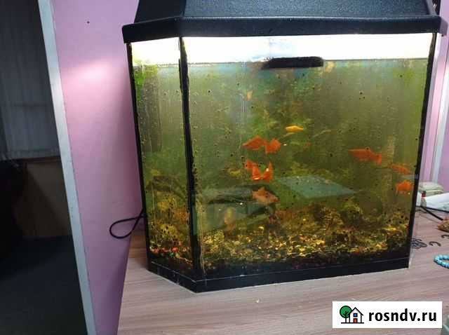 Аквариум с рыбками Саранск - изображение 1