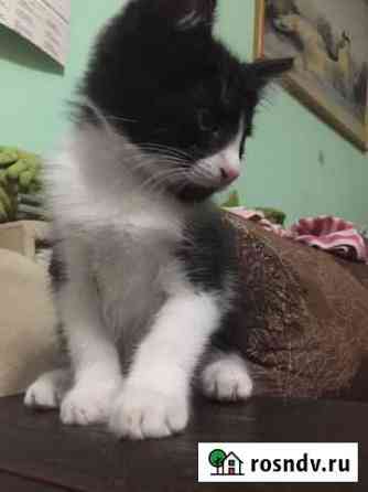 Котенок 2,5 месяца Гатчина