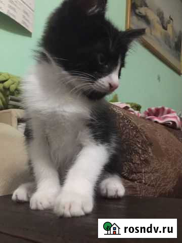 Котенок 2,5 месяца Гатчина - изображение 1