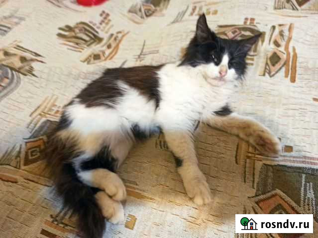 Кошка в дар Нальчик - изображение 1