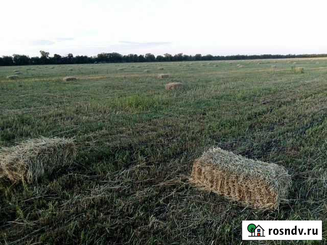 Сено Майский - изображение 1