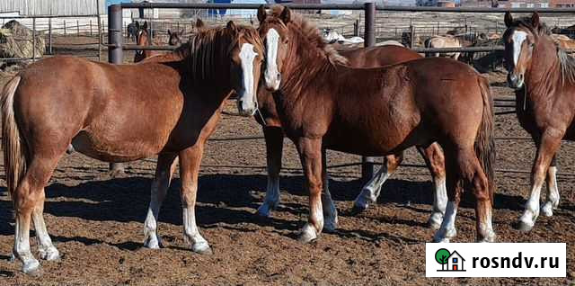 Лошади Мелеуз - изображение 1