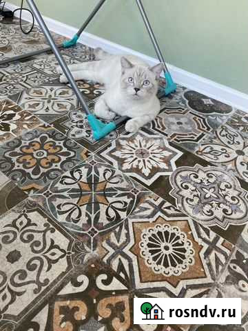 Кот шотландец Барнаул - изображение 1