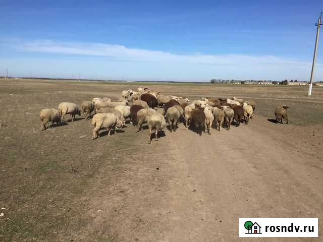 Овцы бараны ягнята Ейск - изображение 1