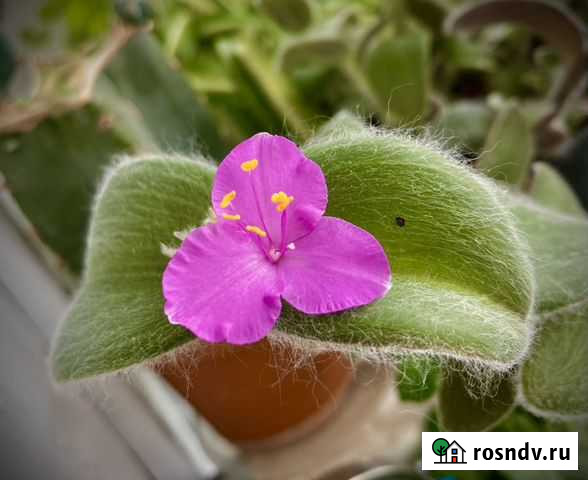 Традесканция Силламонтана Санкт-Петербург - изображение 1