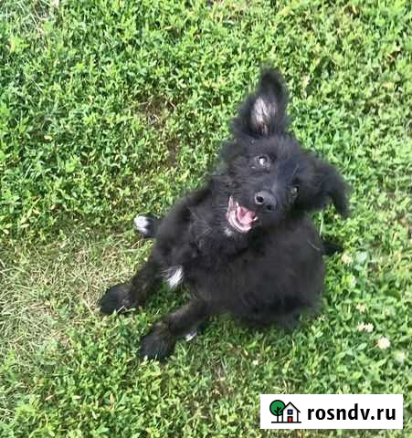 Маленькая Лили ищет дом Тамбов - изображение 1