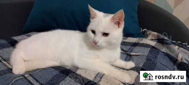 Турецкая ангора Калининград - изображение 1