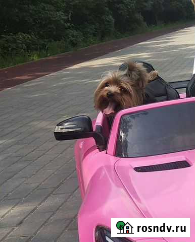 Вязка Йоркширский терьер-мини Липецк - изображение 1