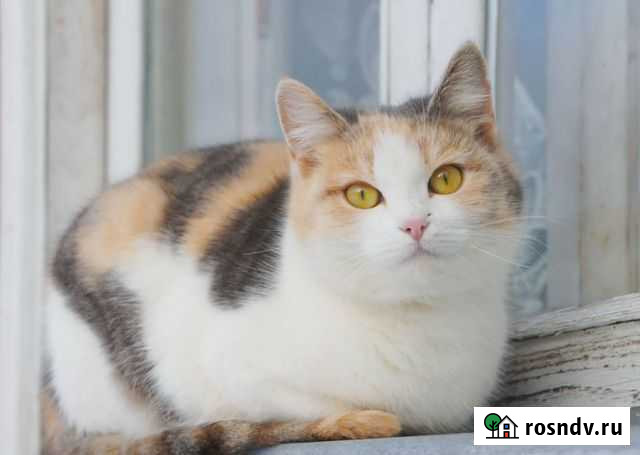 Кошечка - 3х цветная Краснодар - изображение 1