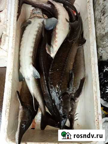 Рыба Воскресенск - изображение 1