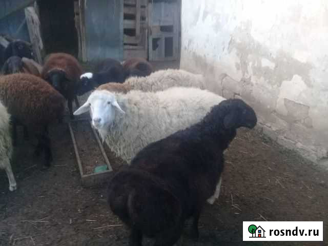 Курдючные бараны овцы Щёлкино - изображение 1