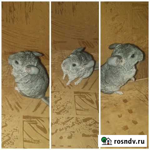 Шиншилята Мытищи - изображение 1