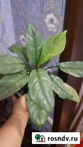 Аглаонема тайланд Махачкала - изображение 1