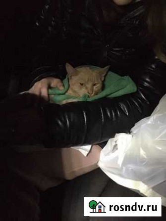 Котенок в добрые руки Тамбов - изображение 1
