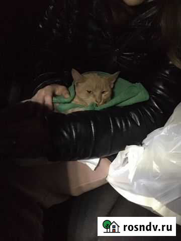 Котенок в добрые руки Тамбов - изображение 1