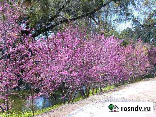 Cercis occidentalis семена Самара
