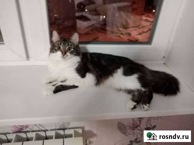 SOS, Кошка и ее подростки котята ищут дом Щёлково - изображение 1