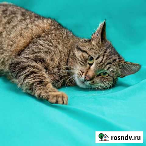 Несчастный котик ищет семью Москва - изображение 1