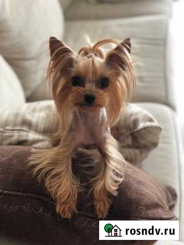 Стрижка собак и кошек с выездом в любой район Сочи Сочи - изображение 1