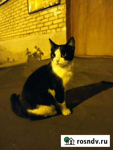 Кошка Лыткарино - изображение 1