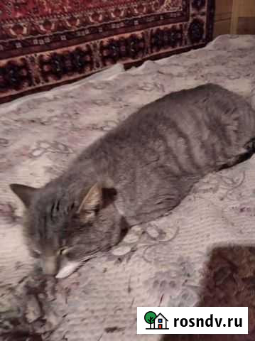 Кот кузя Санкт-Петербург - изображение 1