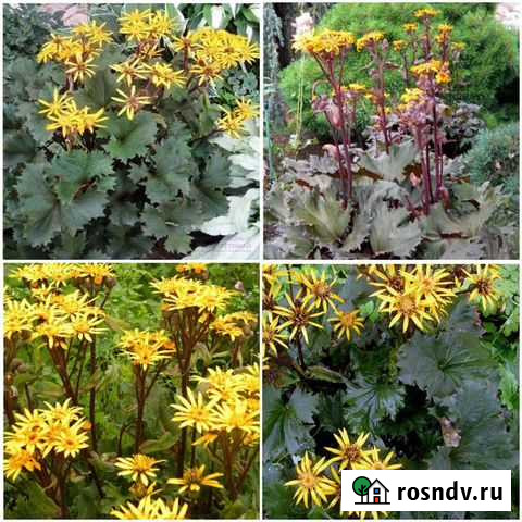 Бузульник Osiris Fantaisie семена Самара - изображение 1