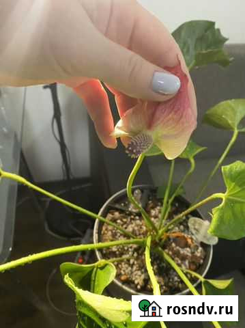 Антуриум Адиос Ред большой Санкт-Петербург - изображение 1