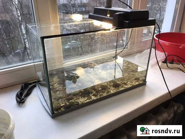 Аквариум для черепах Люберцы - изображение 1