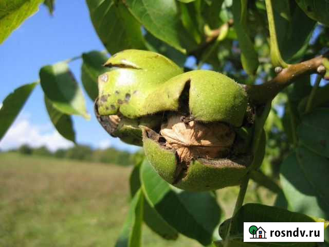 Грецкий орех Новый Уренгой - изображение 1