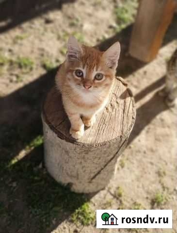 Котята Каневская - изображение 1