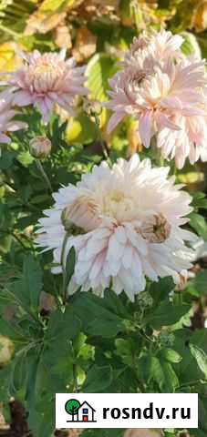 Многолетние уличные цветы Дмитров - изображение 1