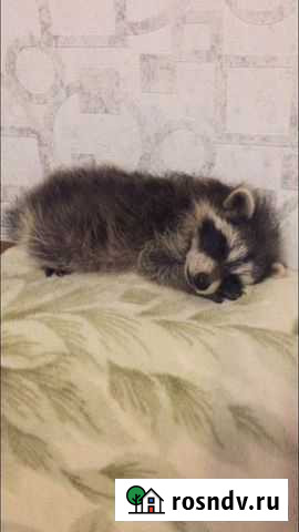 Крошка-енот 2022г Самара - изображение 1