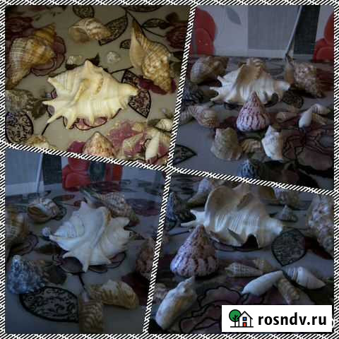 Ракушки с черного моря Хабаровск - изображение 1
