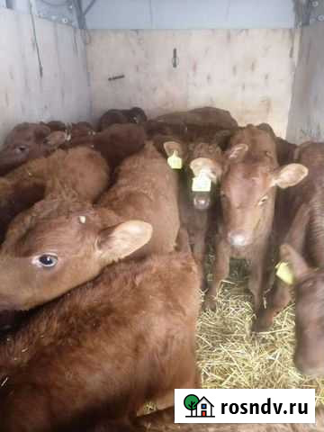 Бычки Большая Глушица - изображение 1