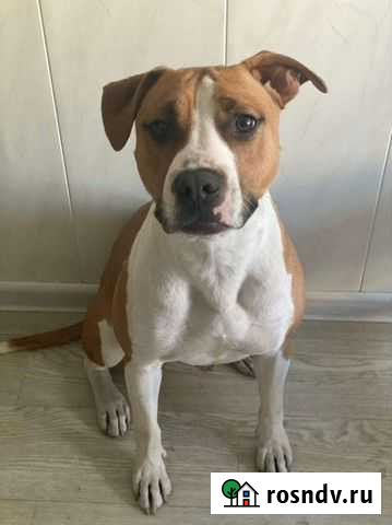 Стаффордширский терьер Омск - изображение 1