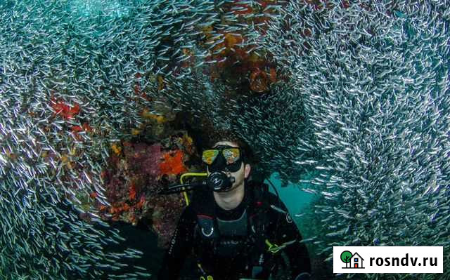 Оптом аквариумная рыба Брюховецкая - изображение 1